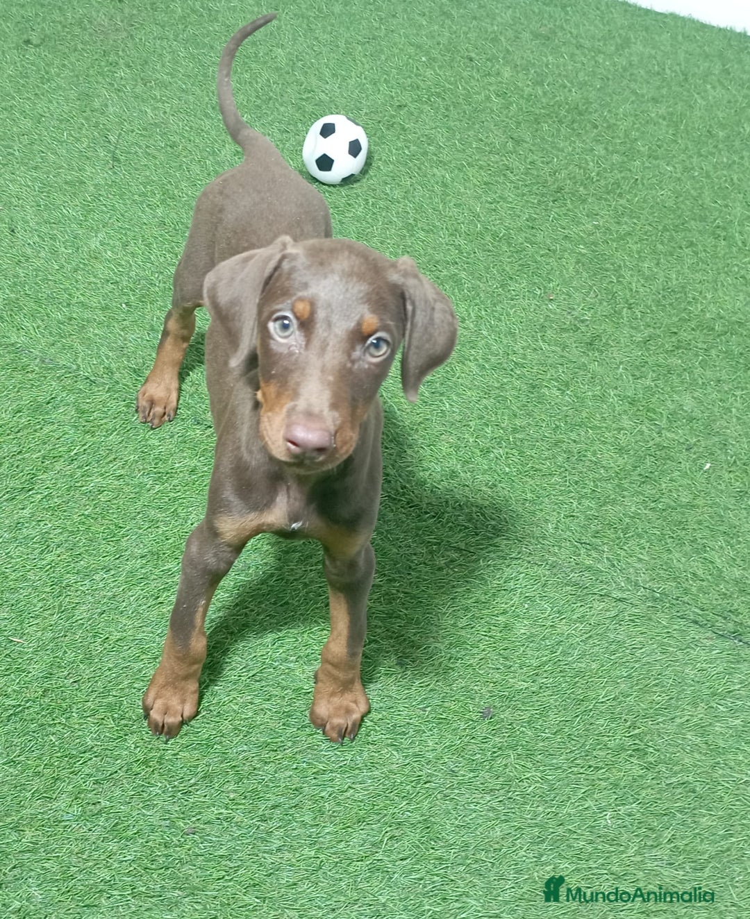 Dobermann perros en venta: DOBERMANN - Imagen 1