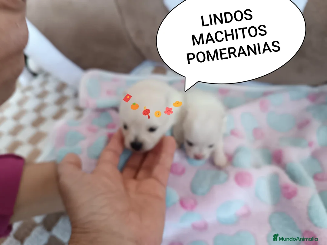 Pomerania perros en venta: POMERANIAS MONERÍA DE MACHITOS - Anuncio 1