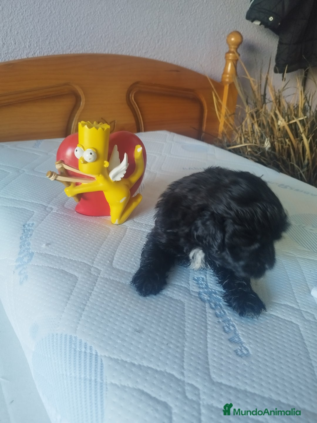 Maltipoo perros en venta: MALTIPOO MACHO CALIDAD Y SELECCIÓN  - Imagen 7