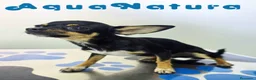 Chihuahua perros en venta: Chihuahua Hembra 1921 AQUANATURA - Anuncio 4