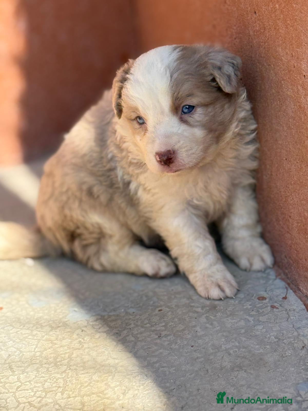 Border Collie perros BORDER COLLIE MERLE EXOTICO - Anuncio 3