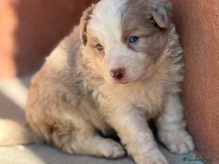 Border Collie perros BORDER COLLIE MERLE EXOTICO - Anuncio 3