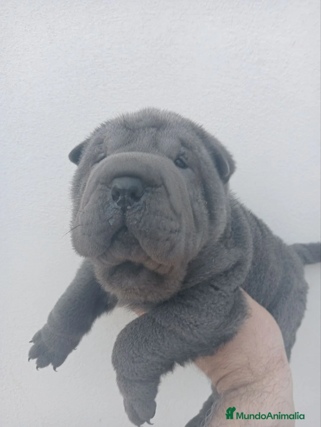 Shar Pei perros en venta: ‼️‼️Preciosa camada de minipeis - Anuncio 3