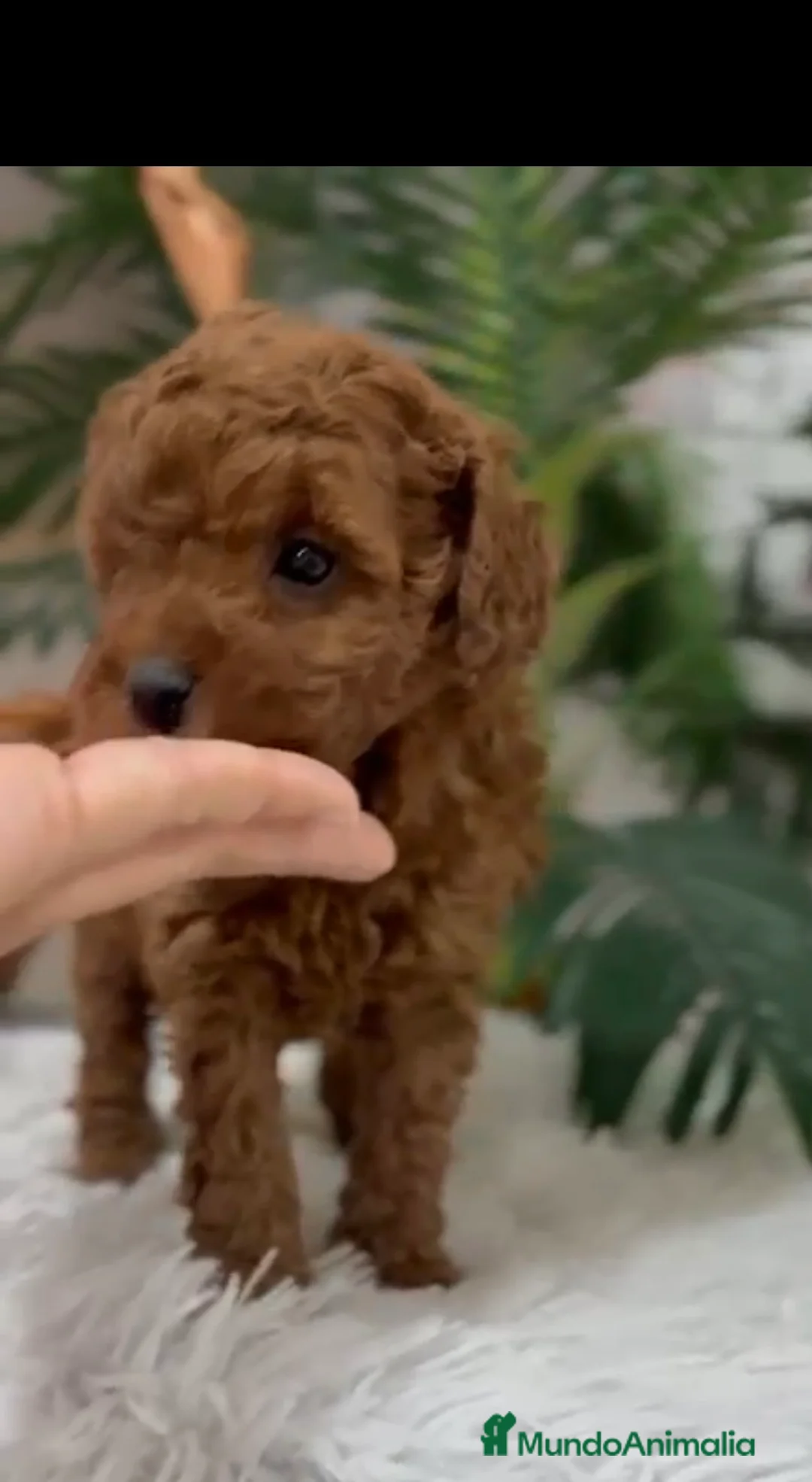 Caniche Toy perros en venta: CANICHE TOY - Anuncio 4