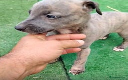 Whippet perros en venta: Whippet blue, isabela verdino - Imagen 19