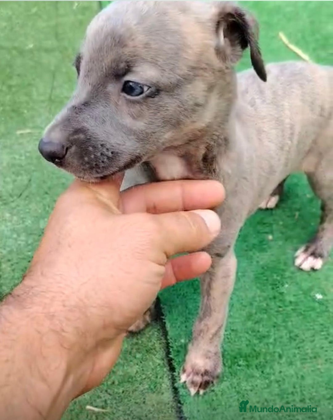 Whippet perros en venta: Whippet blue, isabela verdino - Imagen 19