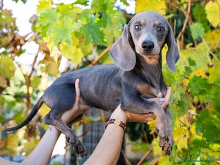 Teckel Miniatura perros - Anuncio 1