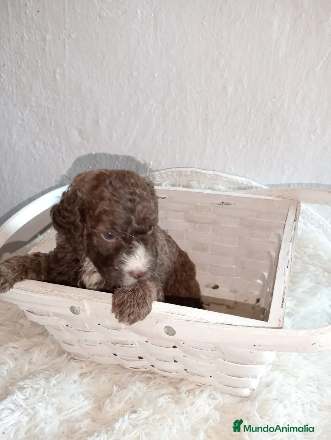 Perro de Agua Español perros en venta: Perro de aguas español macho - Anuncio 3