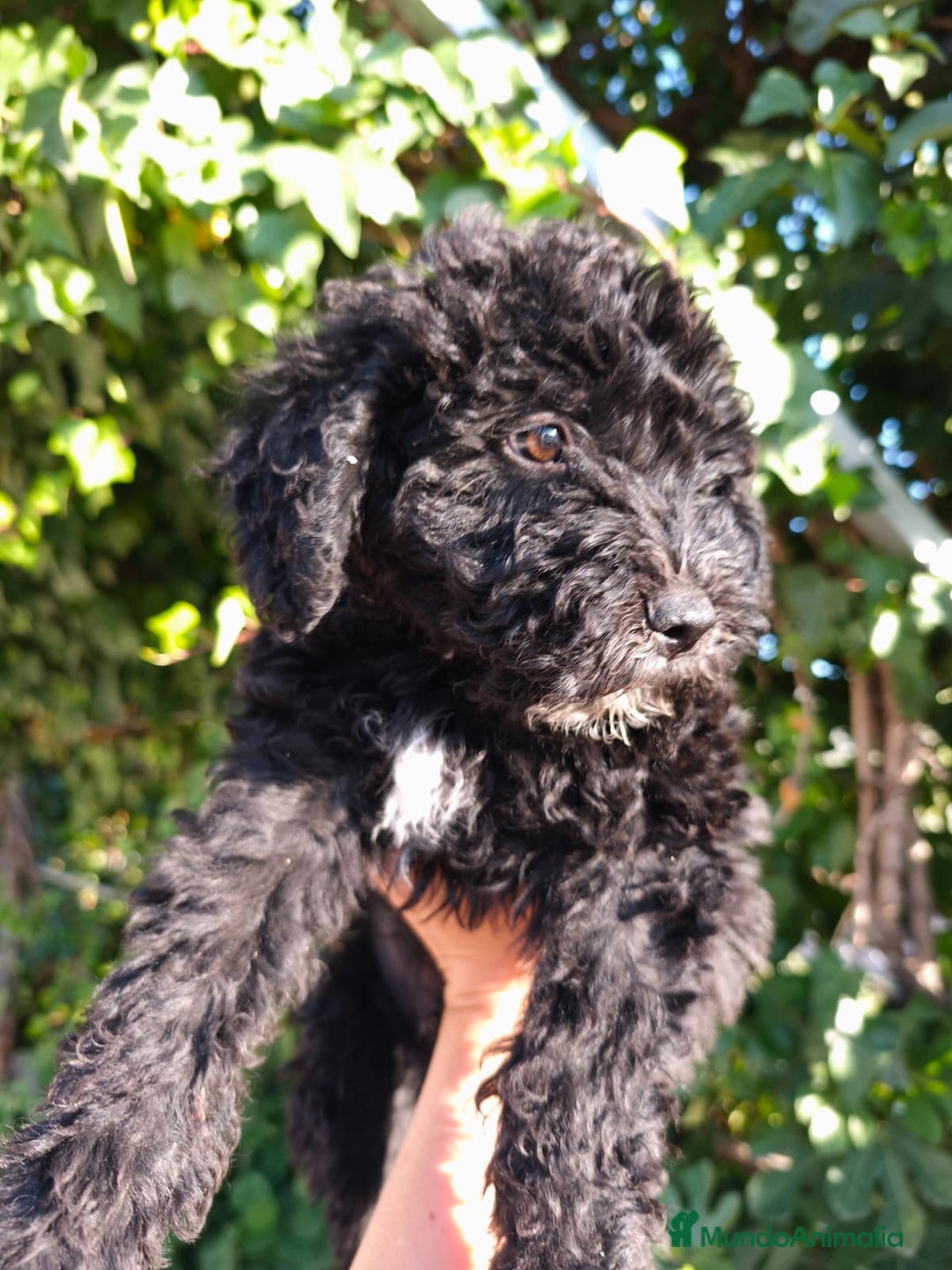 Perro de Agua Español perros en venta: Cachorro perro de aguas 🖤 - Imagen 1