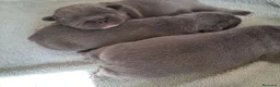 Bulldog Francés perros en venta: Bebés Bulldog Francés Blue  - Anuncio 4