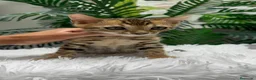 Bengalí gatos en venta: GATITO BENGALI - Anuncio 9