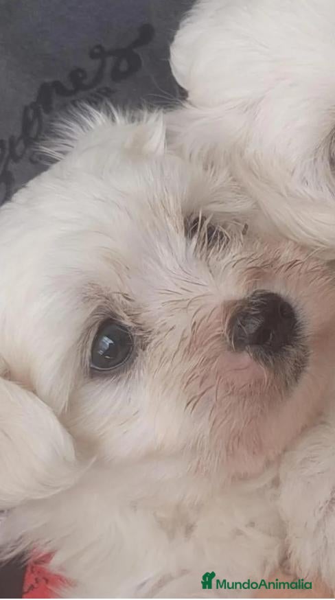Bichón Maltés perros Bichon maltés hembritas - Anuncio 2