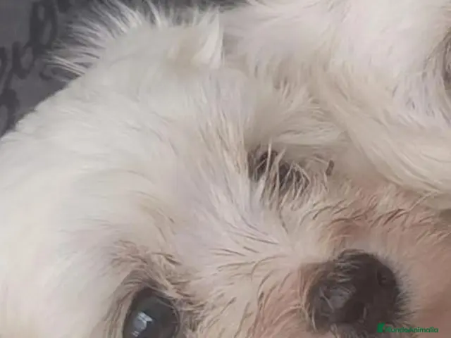 Bichón Maltés perros en venta: Bichon maltés hembritas - Anuncio 2