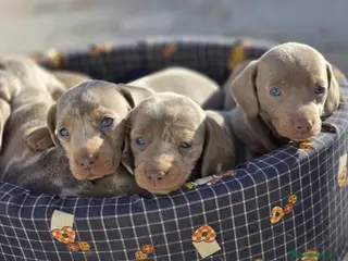 Teckel Miniatura perros Teckel canichen - Anuncio 2