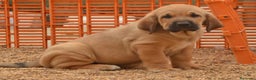 Mastín Español perros en venta: Mastín leones  - Anuncio 3