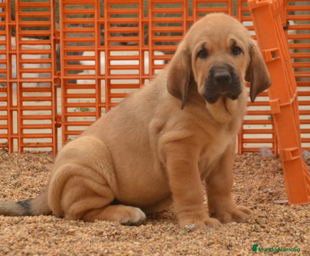 Mastín Español perros en venta: Mastín leones  - Imagen 3