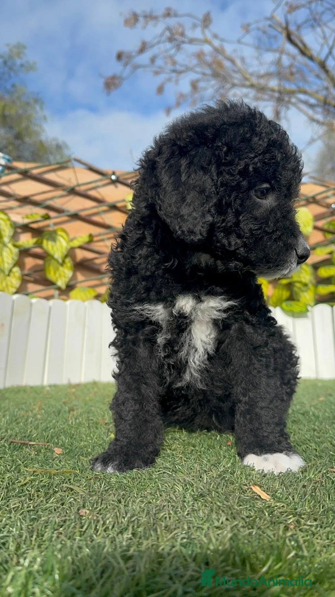 Perro de Agua Español perros en venta: PERRO DE AGUA ESPAÑOL-LISTO PARA ENTREGAR - Anuncio 8