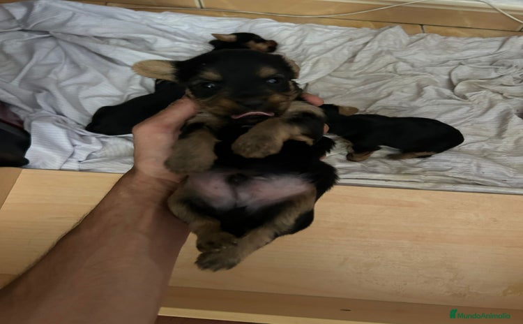 Yorkshire Terrier perros - Anuncio 1