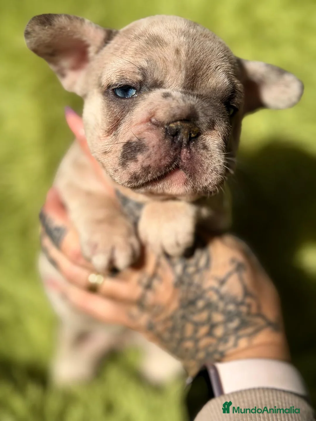 Bulldog Francés perros en venta: BULLDOG EXÓTICA BIG ROPE - Anuncio 2