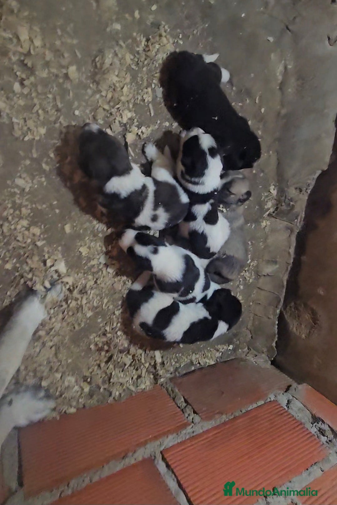 Mastín Español perros en venta: Camada mastin español - Imagen 1