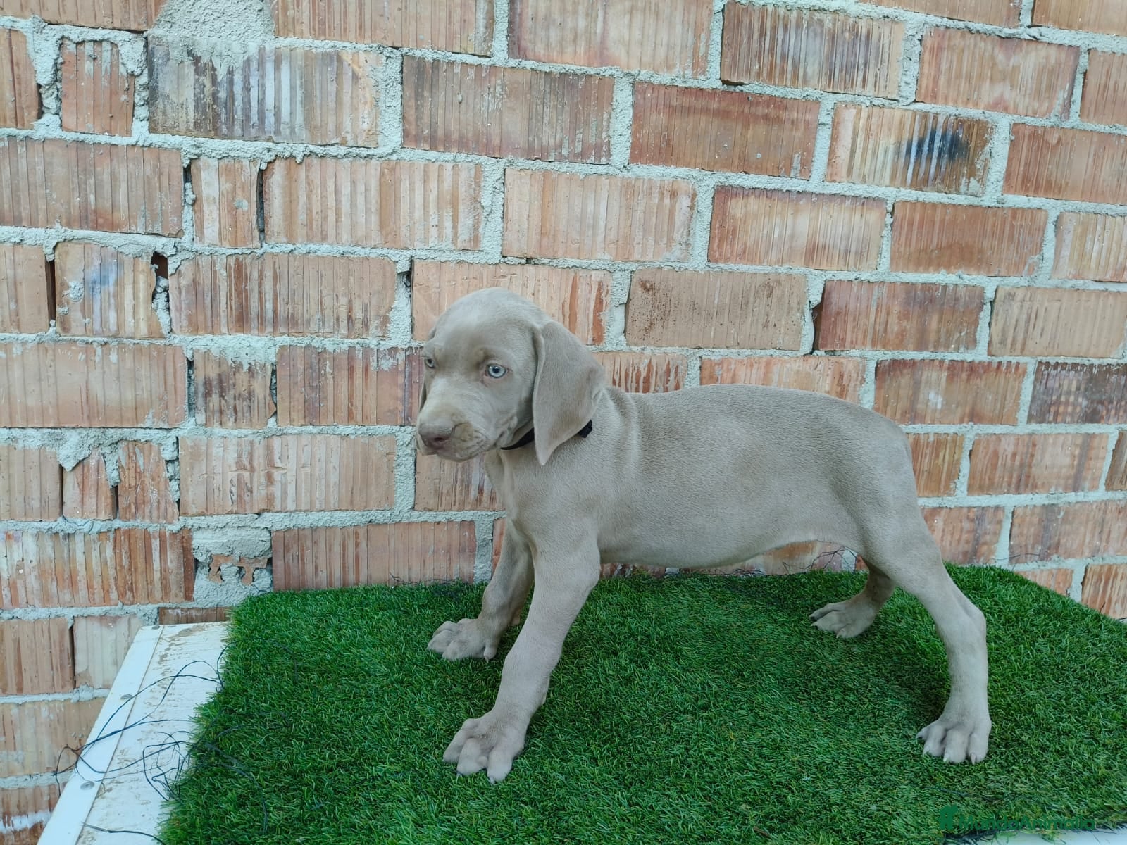 Otras razas perros Disponible bracos de weimar  - Anuncio 2