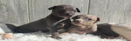 Whippet perros en venta: WHIPPET Hembra - Anuncio 4