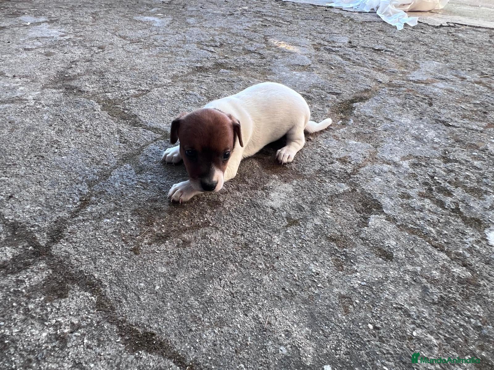 Jack Russell Terrier perros Cachorros de jack russell  - Anuncio 1