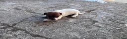 Jack Russell Terrier perros en venta: Cachorros de jack russell  - Anuncio 1