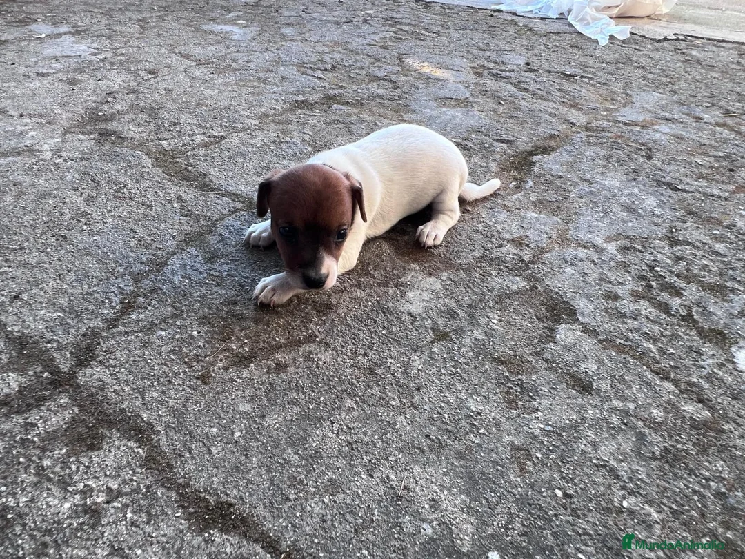 Jack Russell Terrier perros en venta: Cachorros de jack russell  - Anuncio 1