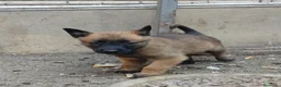 Pastor Belga Malinois perros en venta: Disponible Pastores belga malinois  - Anuncio 3
