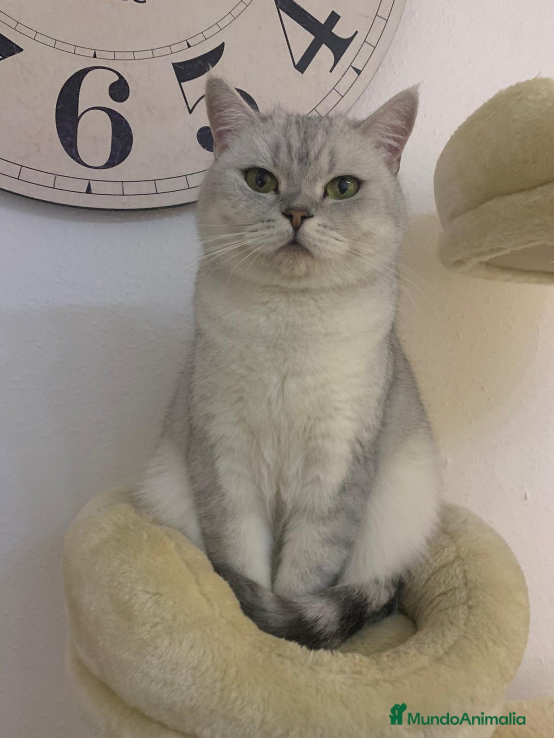 Británico de Pelo Corto gatos en venta: British shorthair - Anuncio 10