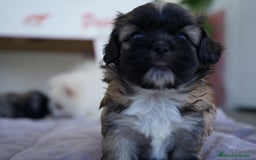 Maltipoo perros en venta: 🐾 Maxi y Boom – Maltipoo  marrón suave ☁️🤎 - Imagen 8