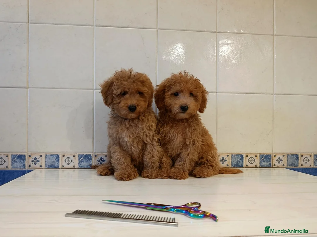 Caniche Toy perros en venta: Caniche toy máchos  - Anuncio 6