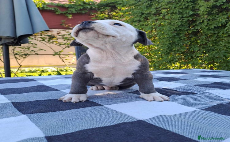 American Staffordshire-Terrier perros - Propaganda 3