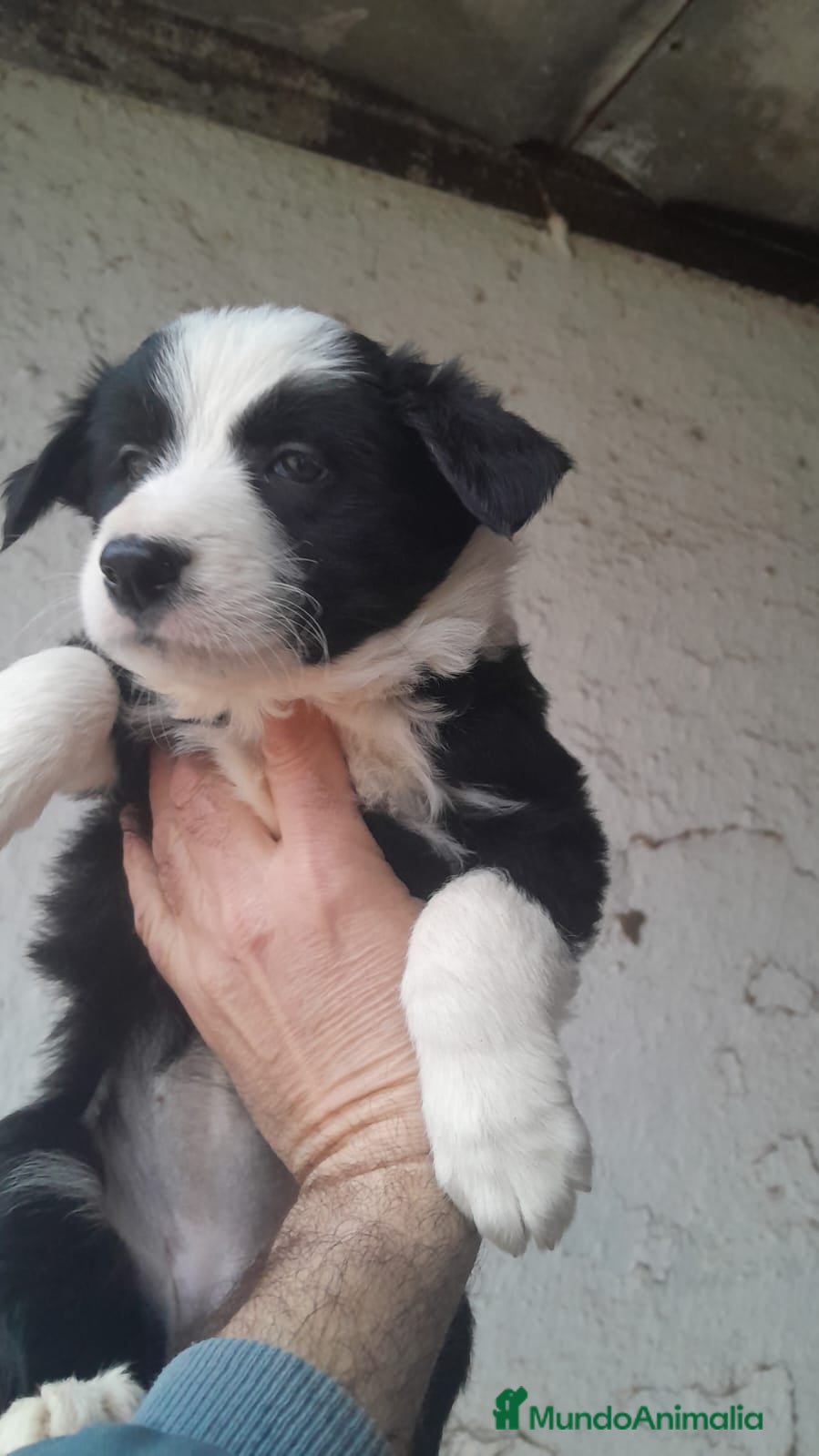 Border Collie perros Excelente cachorra border collie  - Anuncio 1