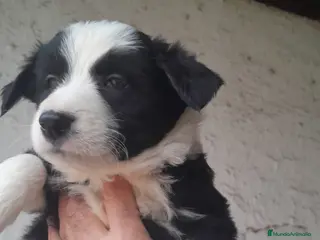 Border Collie perros Excelente cachorra border collie - Anuncio 2