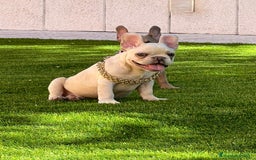 Bulldog Francés perros en venta: BULLDOG FRACÉS PREMIUM !!! - Anuncio 4