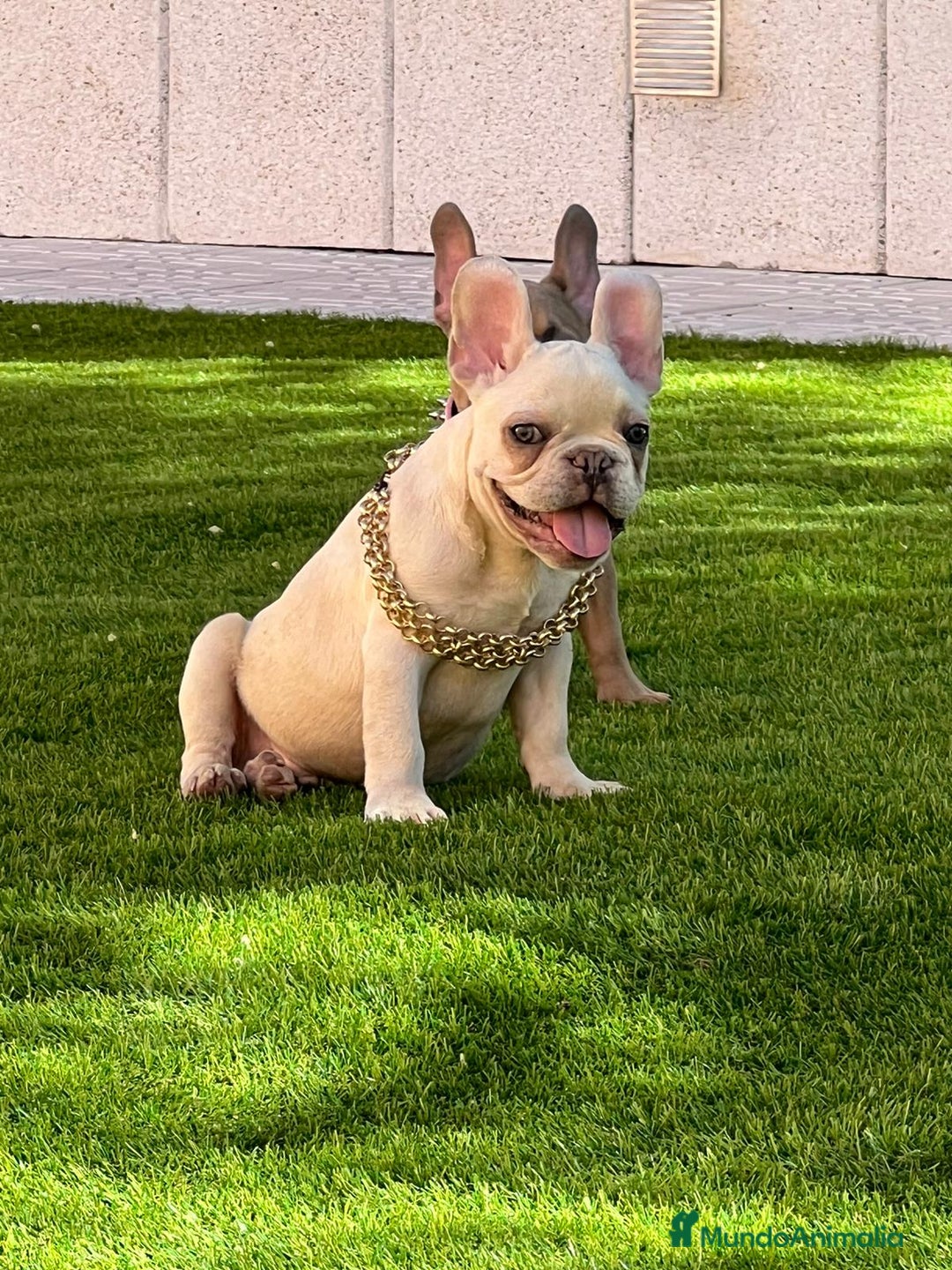 Bulldog Francés perros en venta: BULLDOG FRACÉS PREMIUM !!! - Anuncio 4