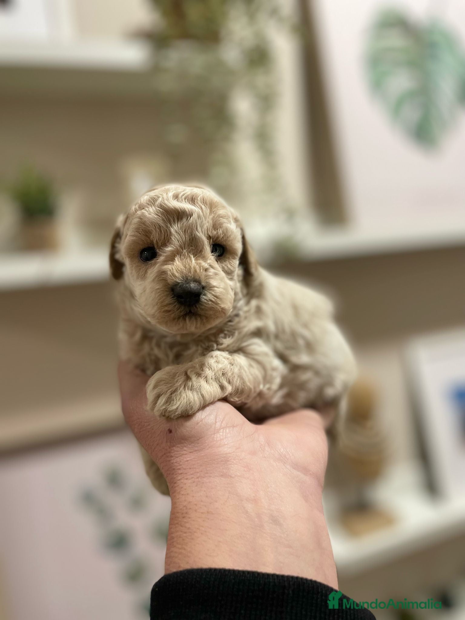 Maltipoo perros maltipoo  - Anuncio 3