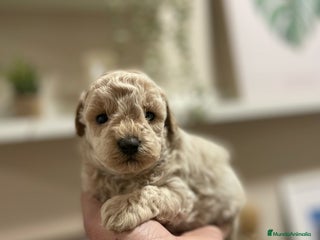 Maltipoo perros maltipoo - Anuncio 1