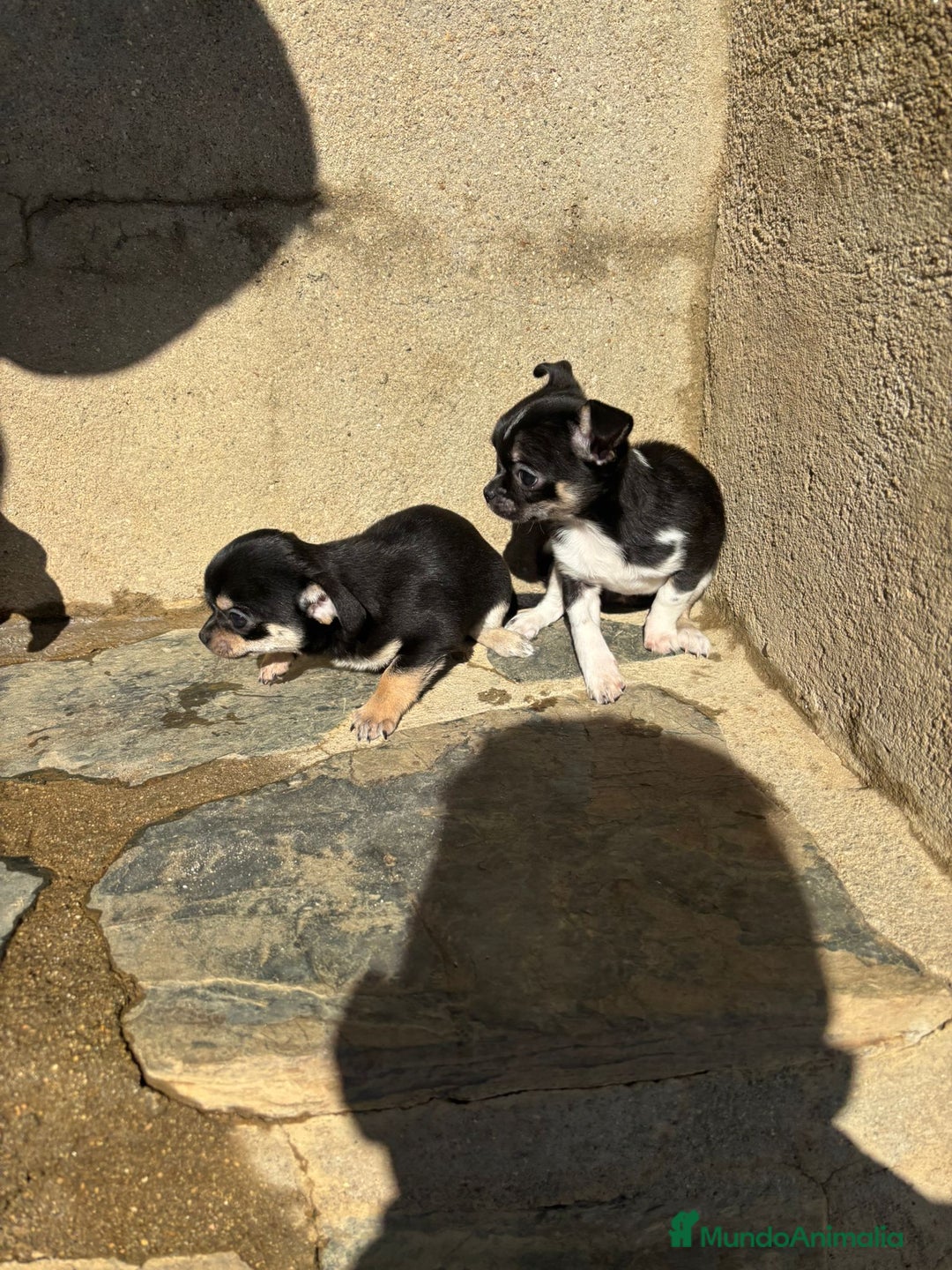 Chihuahua perros en venta: CACHORRITAS DE CHIHUAHUA  - Anuncio 1