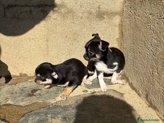 Chihuahua perros CACHORRITAS DE CHIHUAHUA - Anuncio 1
