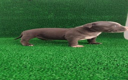 American Bully perros en venta: American bully pocket  - Imagen 3