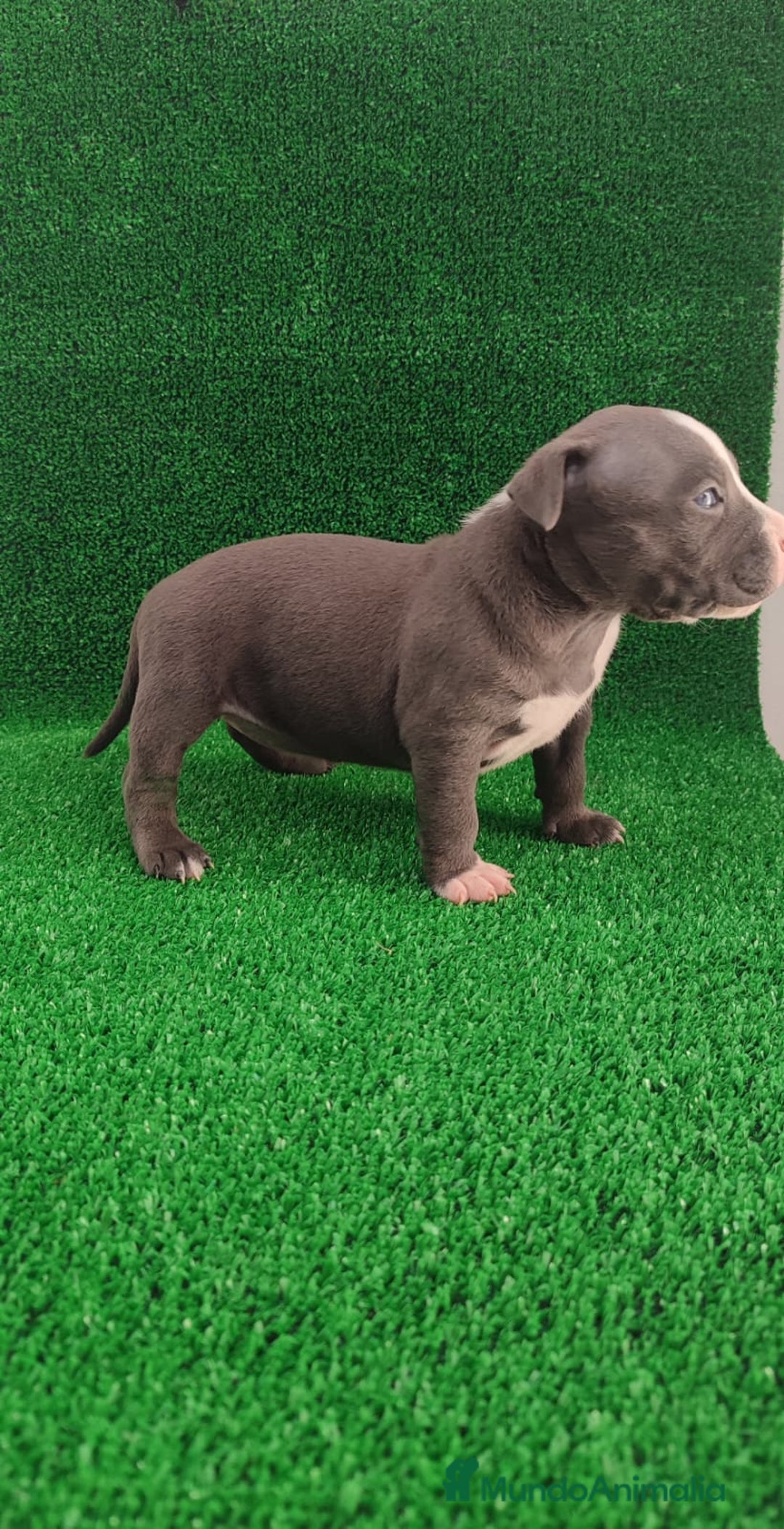 American Bully perros en venta: American bully pocket  - Imagen 3