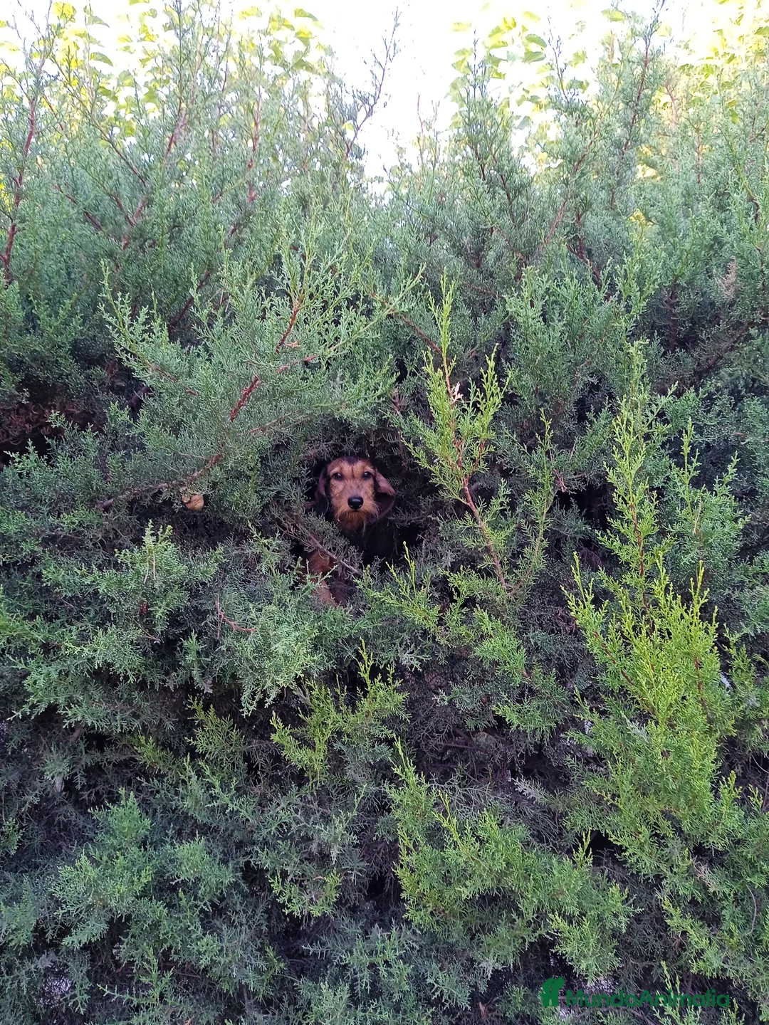 Imagen de galería {{count}}