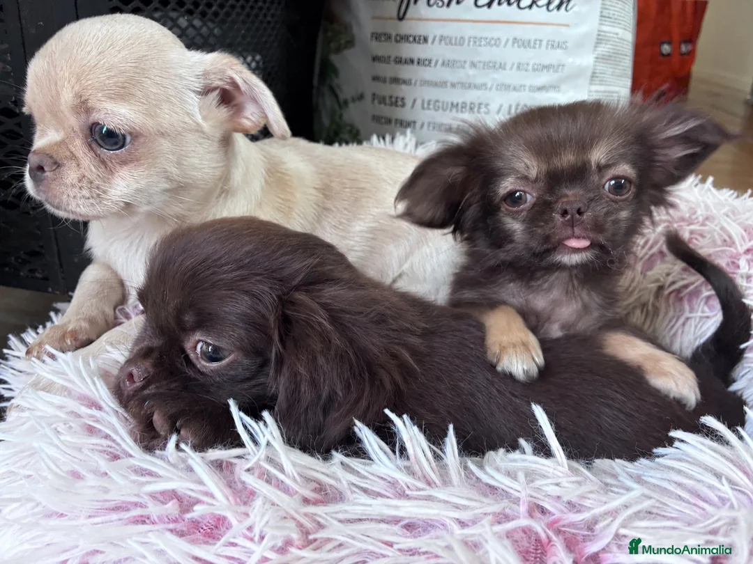 Chihuahua perros en venta: Chihuahuas de seleción linea rusa - Anuncio 1