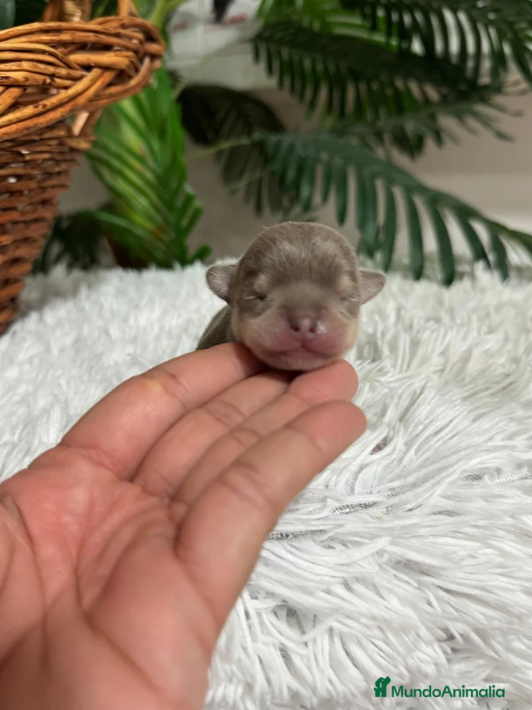 Chihuahua perros en venta: CHIHUAHUA HEMBRA  - Anuncio 5