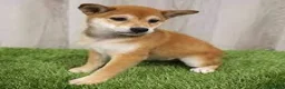 Shiba Inu perros en venta: Shiba Inu - Anuncio 6