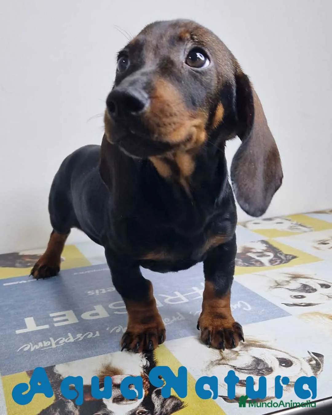 Teckel perros en venta: Teckel Hembra 9966 - AQUANATURA en Barcelona - Anuncio 9