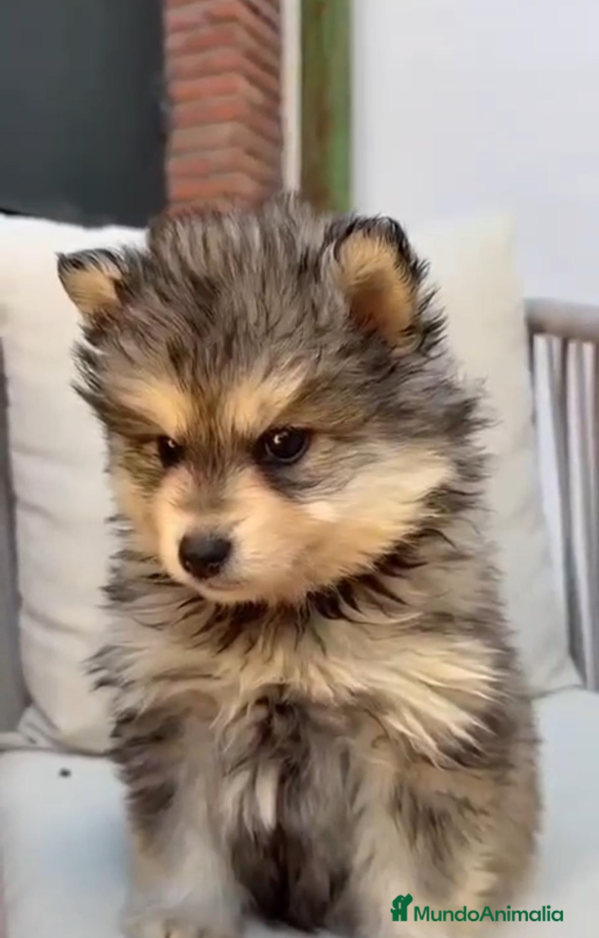 Raza Mixta perros Pomsky - Anuncio 1